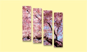 сакура дерево весна