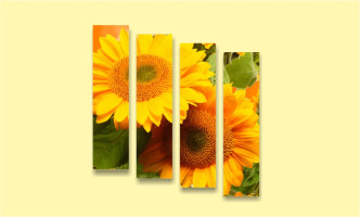 подсолнух цветок лето