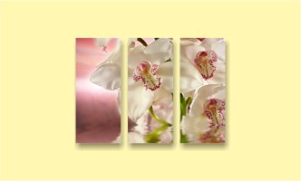 орхидея цветок весна