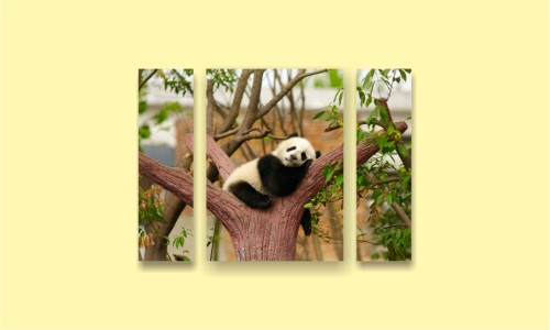 сон панда дерево зелень