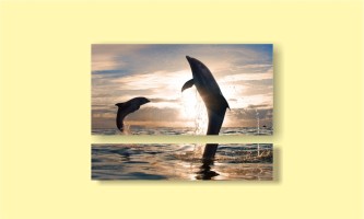 дельфины закат брызги